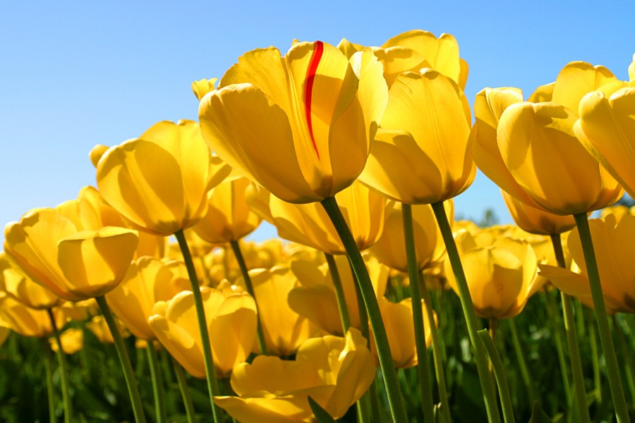 Tulipanes amarillos en el campo