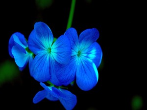 Magnificas florecillas color azul