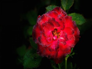 Gotas de rocío en una rosa roja
