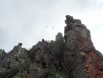 Buitres en el Parque Nacional de Monfragüe (Cáceres, España)