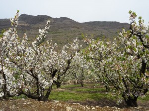 Cerezos en flor (Valle del Jerte, España)