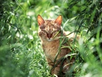 Gato montés árabe entre la hierba verde