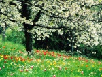 Tulipanes bajo un árbol en flor