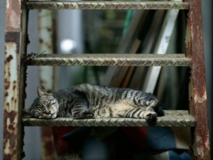 Postal: Gato durmiendo en unas escaleras