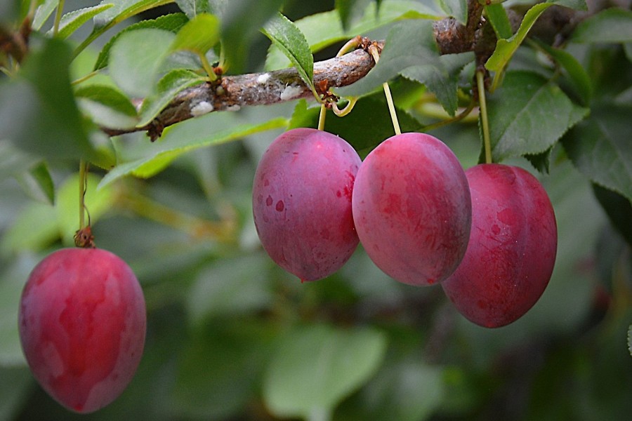 Sabrosas ciruelas madurando en el árbol