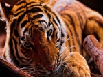 Un tigre descansando