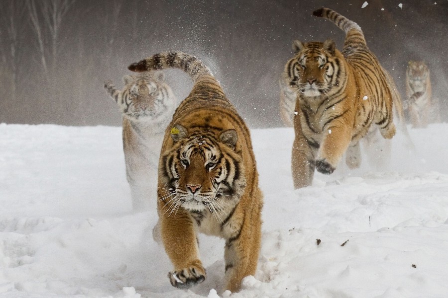 Tigres corriendo en la nieve