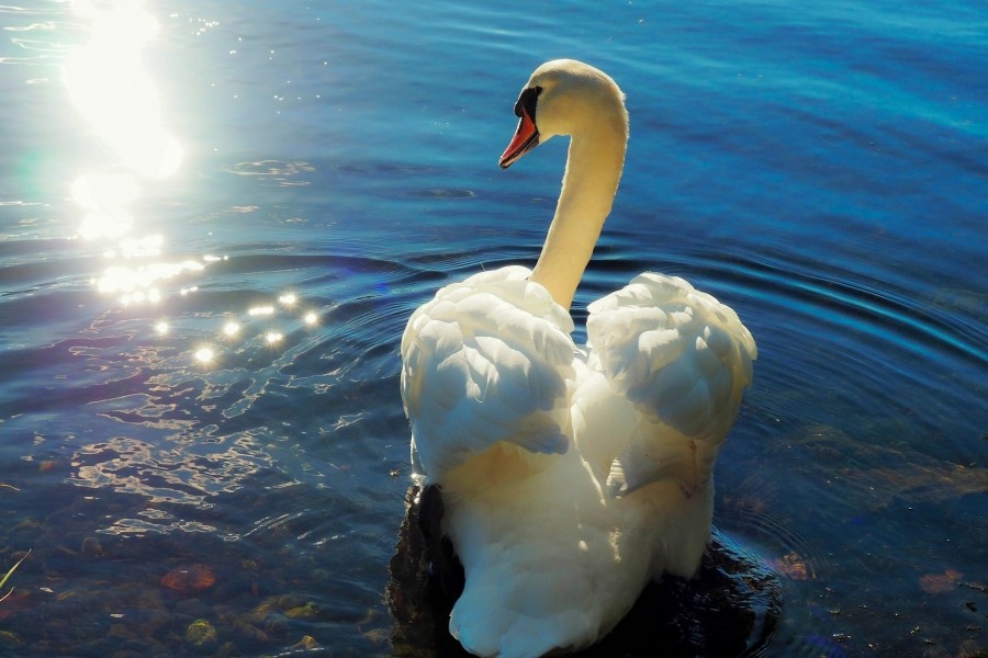 Precioso cisne blanco en el agua