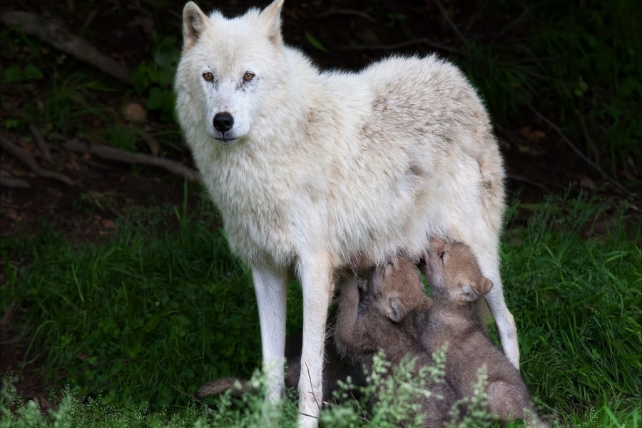 Cachorros de lobos alimentándose