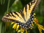 Bella mariposa posada en una flor