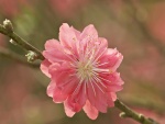 Rama con una bella flor rosa