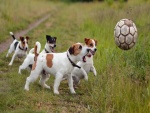 Perros jugando con una pelota