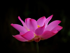 Bella flor de loto rosa