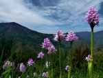 Flores lilas en las montañas