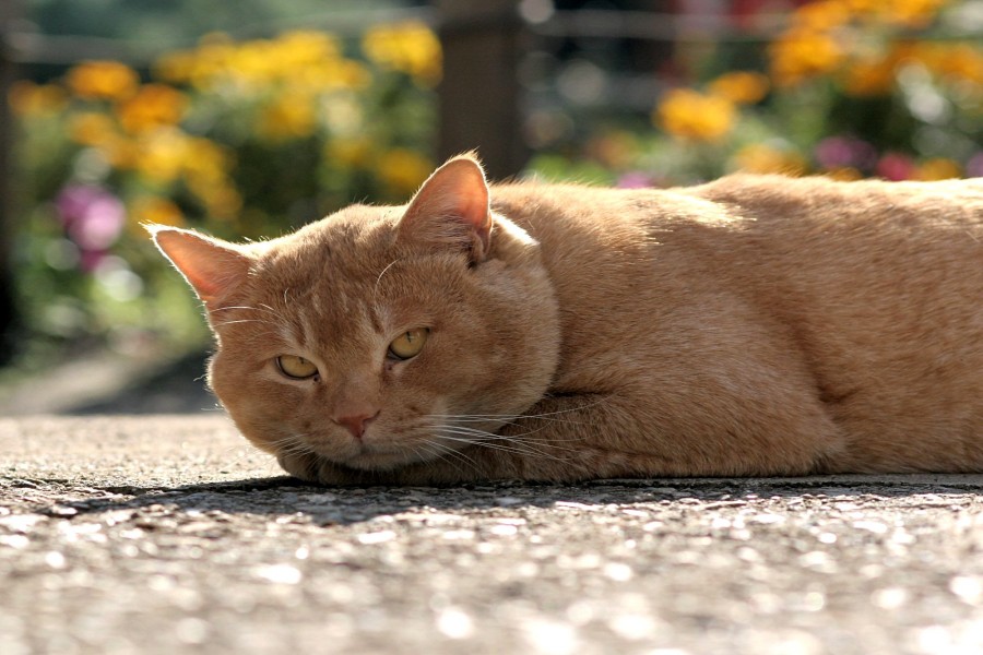 Un gran gato tumbado en el asfalto