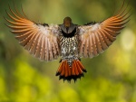Hermoso pájaro con sus alas extendidas