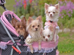 Chihuahuas en una silla de paseo