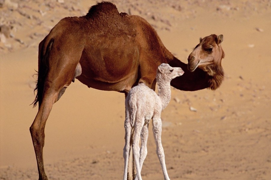 Camello bebé junto a su madre