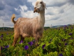Cabra en un prado con flores de color lila