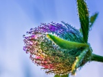 Gotas de rocío sobre una flor