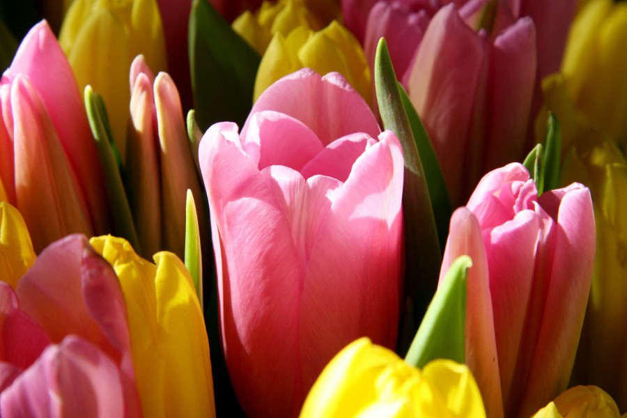 Bonitos tulipanes color rosa y amarillo