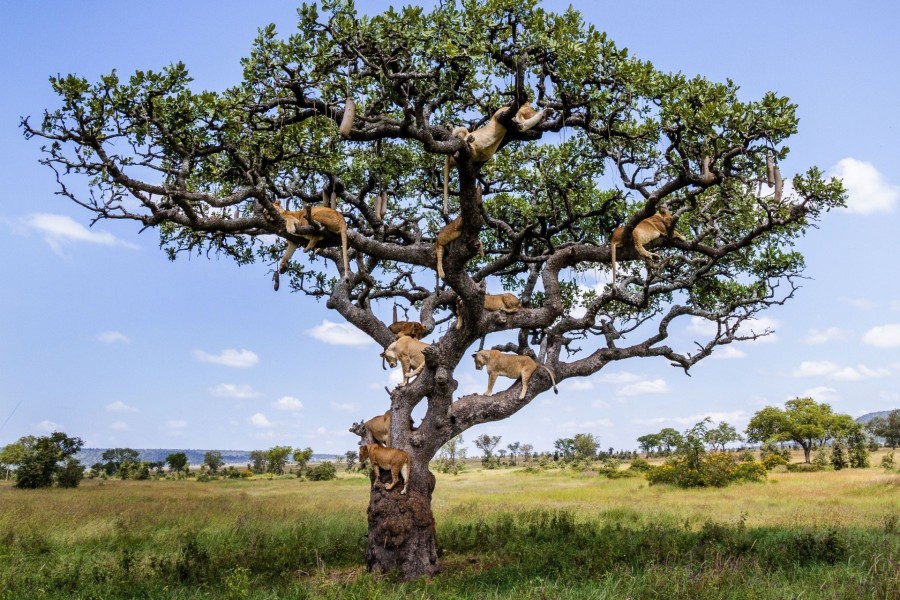 Leones sentados en las ramas de un árbol