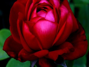 Bella rosa roja
