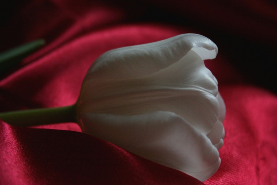 Tulipán blanco sobre una tela roja