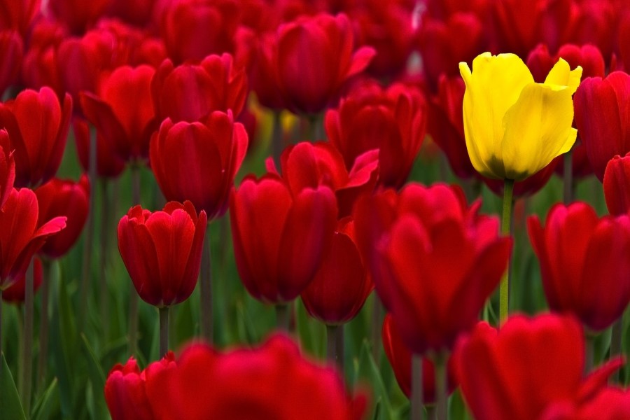 Un tulipán amarillo entre varios rojos