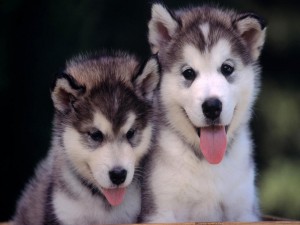 Dos hermosos perros con la lengua afuera