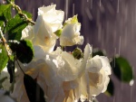 Rosas blancas bajo las gotas de lluvia