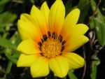 Flor de cactus amarilla
