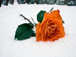 Una rosa de color naranja sobre la nieve