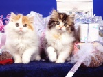Dos gatitos entre cajas de regalos