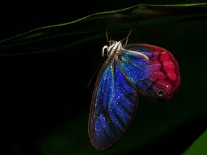 Mariposa en la noche
