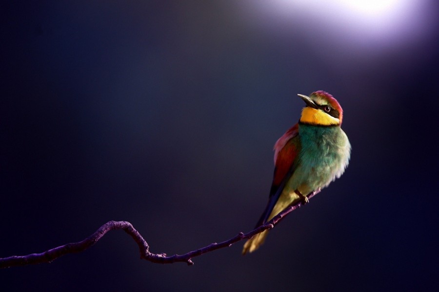 Bonito pájaro posado en el extremo de la rama