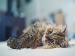 Un lindo gato tumbado en la alfombra