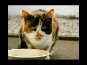 Postal: Gato tricolor bebiendo leche