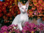 Un gato entre margaritas de colores