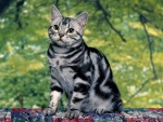Hermoso gato gris