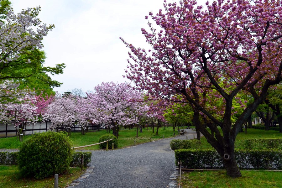 Árboles florecidos en los jardines del Castillo Nijo (Kyoto, Japón)