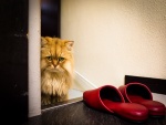 Gato junto a unas zapatillas rojas