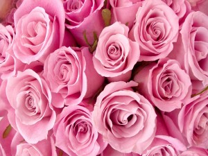 Hermosas rosas de color rosa