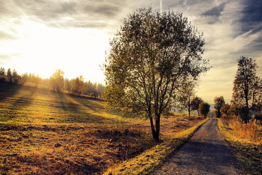 Sol iluminando el camino campestre