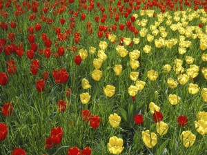 Campo de tulipanes de color rojo y amarillo