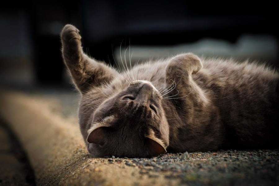 Un gato gris descansando