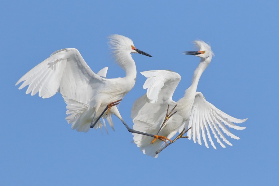 Garzas peleando en el cielo