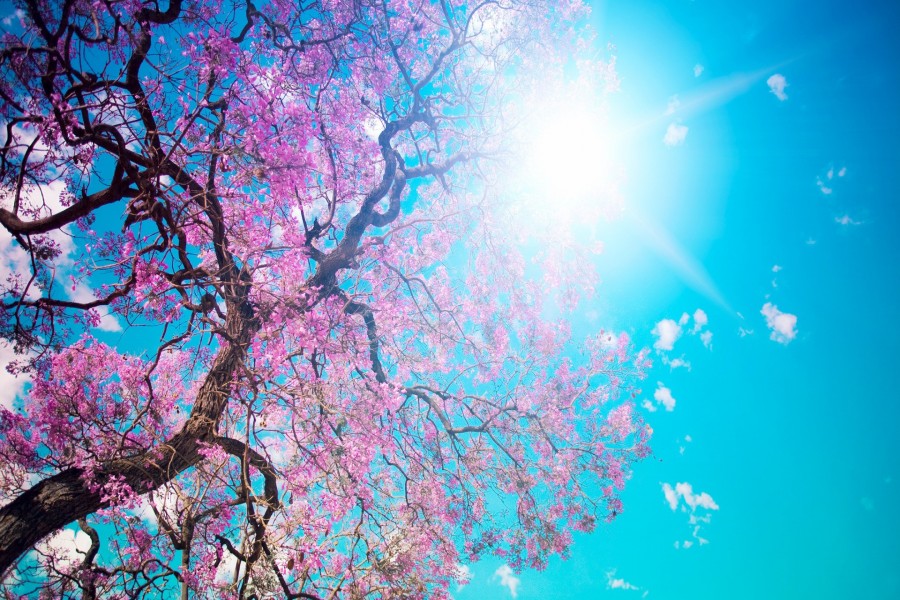 Sol iluminando las ramas del cerezo en flor