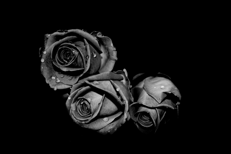 Tres rosas en blanco y negro