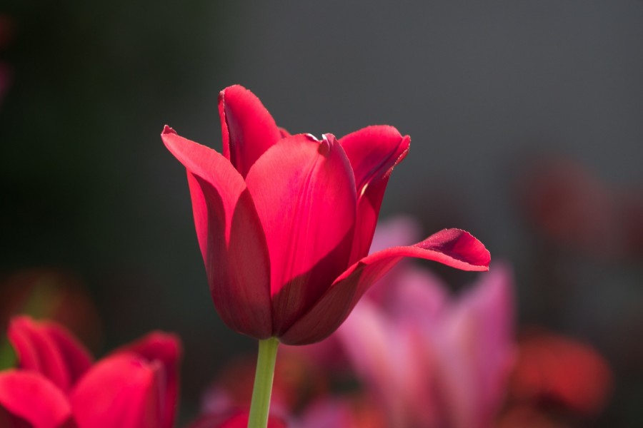 Magnífico y bello tulipán